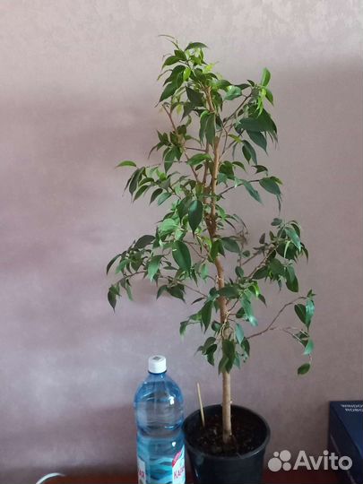 Фикус,Семена мурайи, цветы- филодендроны,сингониум