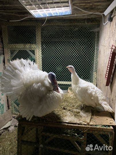 Индюки белые