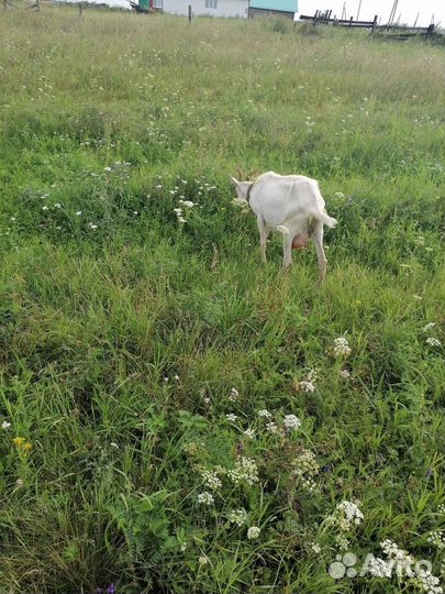 Коза дойная