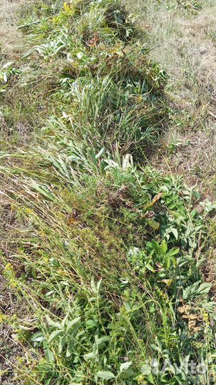 Сено луговое