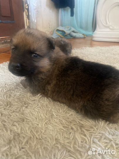 Щенки кавказской овчарки иркутская область