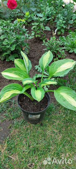 Лилейники, гортензии, хосты, эхинацеи, герань