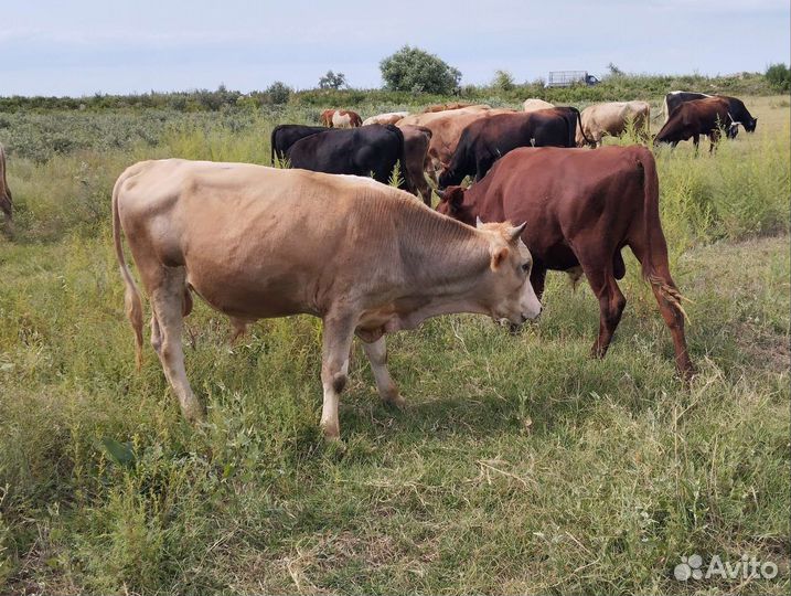 Бычки и быки