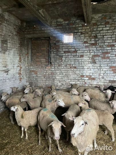 Матки бараны ярки