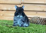 Карликовый кролик крольчонок цветной карлик