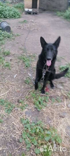Щенок немецкой овчарки в возрасте 4 месяцев