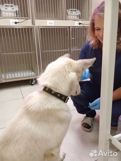 Собака в добрые руки