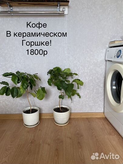 Кофейное дерево