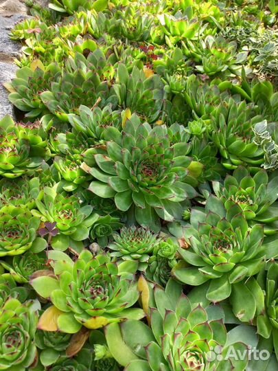 Молодило(каменная роза)