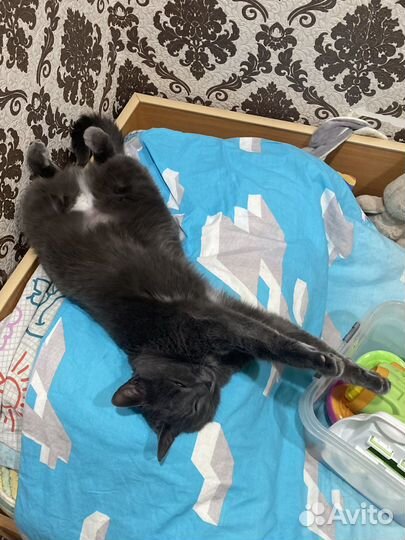 Русская голубая кошка дар