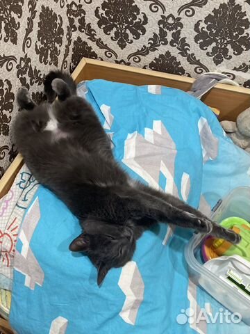 Русская голубая кошка дар