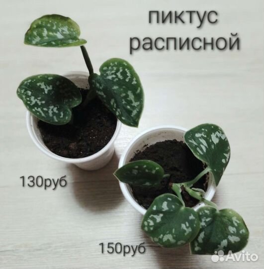 Сциндапсус золотистый, марбл квин, пиктус, н-джой