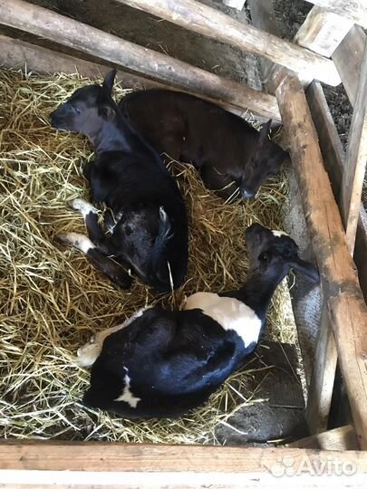 Продаются телочки