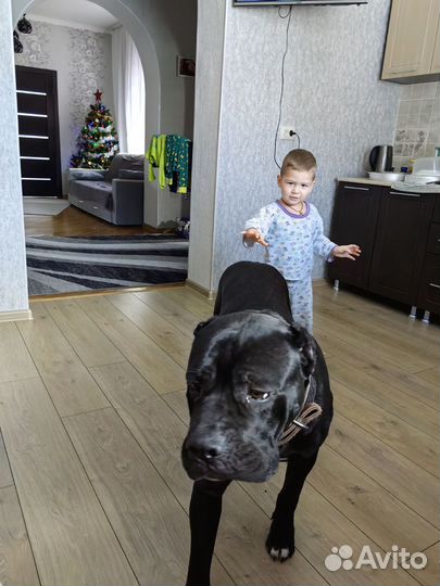 Кане Корсо в добрые руки