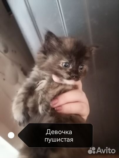 Котята в добрые руки бесплатно