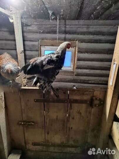 Петух, брама и китайский шелковый