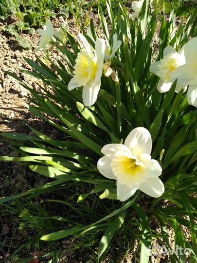 Нарциссы многолетние