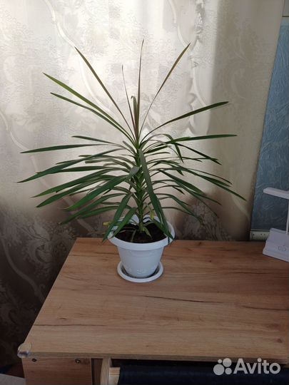 Пальма драцена