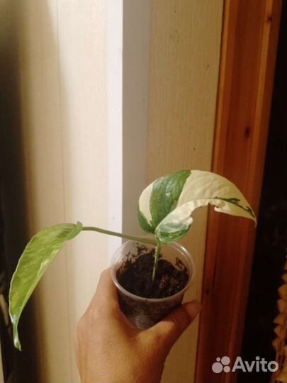 Эпипремнум пиннатум вайт