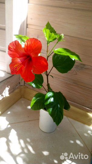 Комнатное растение Китайская роза/Гибискус