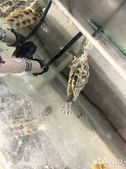 Черепашка маленькая