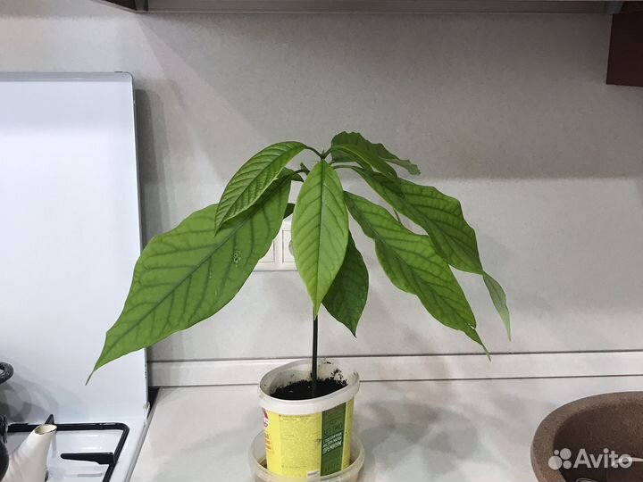 Авокадо дерево
