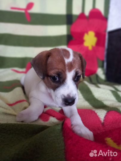 Продаются щенки Гладкошерстного Фокстерьера