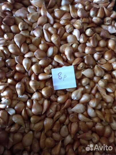 Луковицы тюльпанов оптом и в розницу