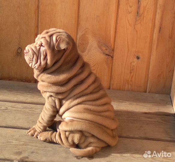 Шарпей девочка Шоколадка