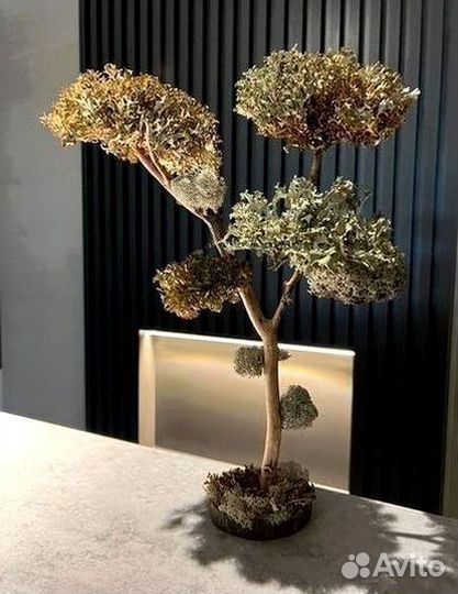 Дерево бонсай