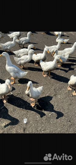 Утка стар 53