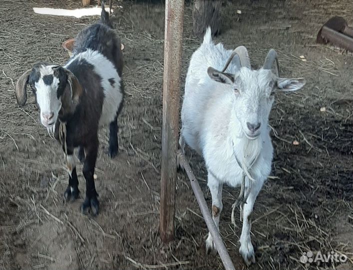 Козье молоко. Сыр.Продаётся