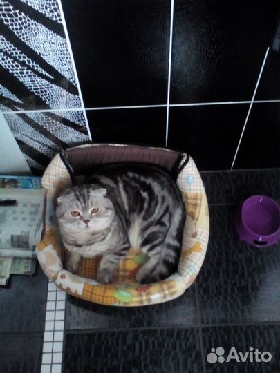 Ждём на вязку кошечку,чистокровный шотландец