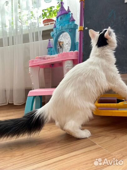 Котенок ищет дом