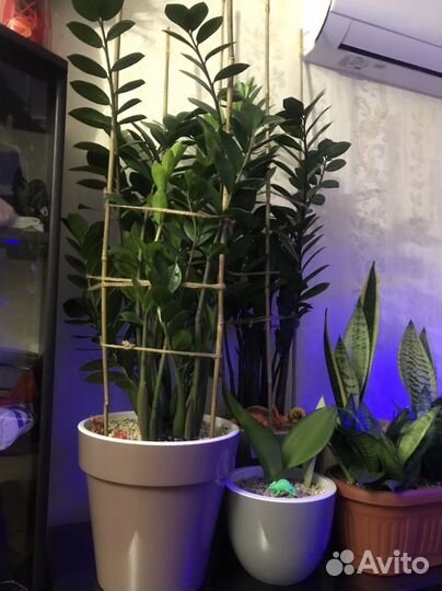 Замиокулькас