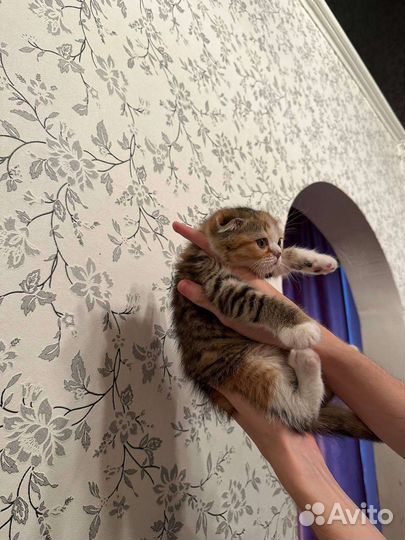 Шотландская