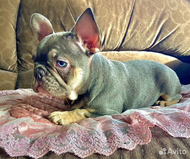 Французский бульдог