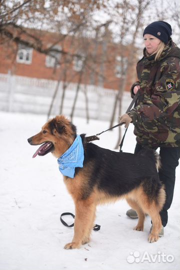 Собака из приюта домой, собака, приют
