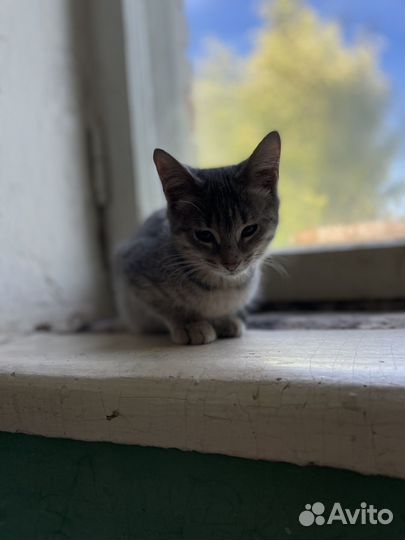 Кошка/котята