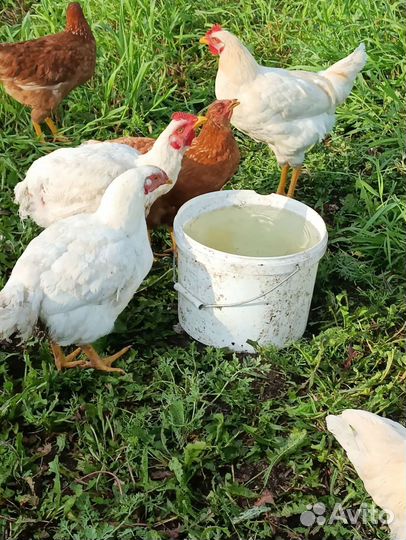 Курица бройлера 300 р