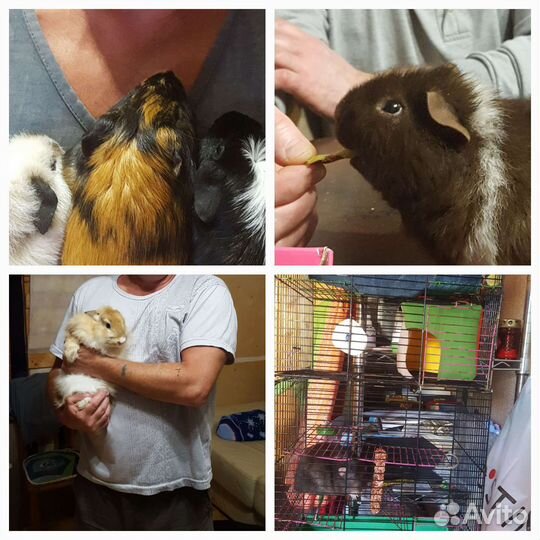 Передержка собак