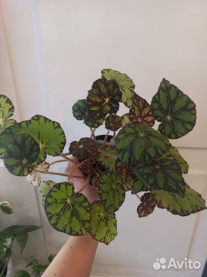 Бегония тигровая