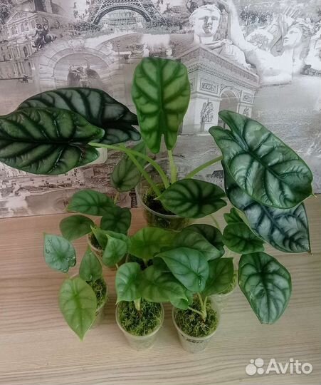 Алоказия сильвер дракон