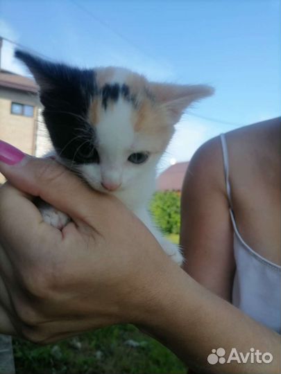 Кошка в дар бесплатно