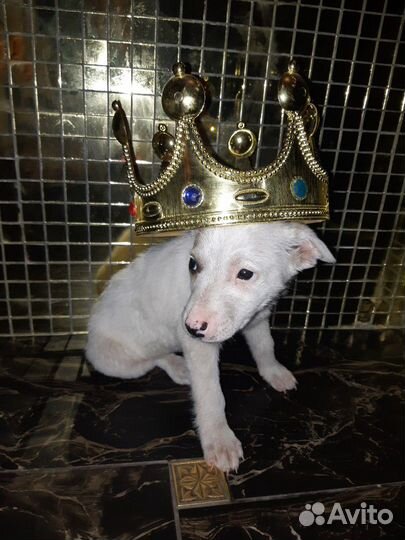 Пряник - ласковый, как котёнок в дар