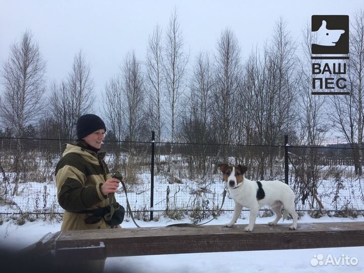 Дрессировка собак. Гостиница