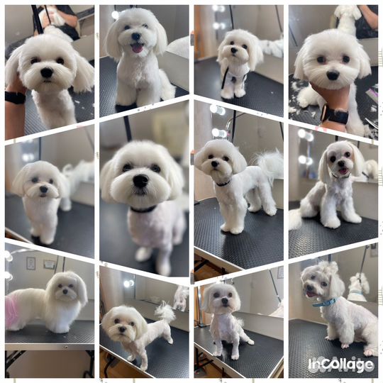 Грумер. Стрижка собак и кошек. Груминг. Линька