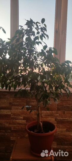 Фикус бенджамина