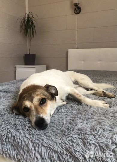 Маленькая собачка Мия 2 года