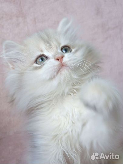 Длинношерстный мальчик, голубое золото